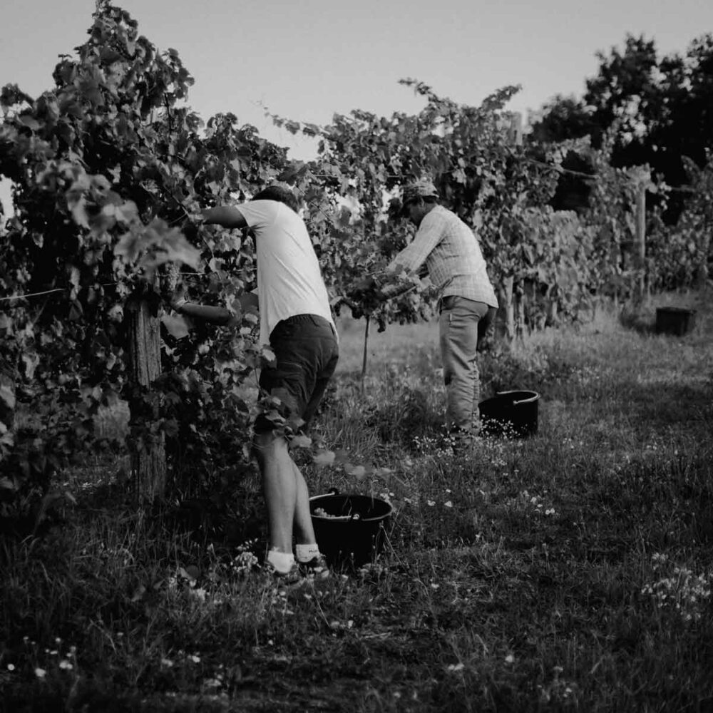 caccianemici-quadrata-10-1200