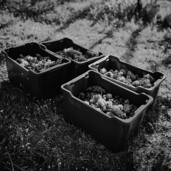 caccianemici-quadrata-14-1200