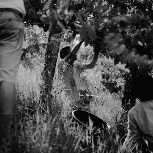 caccianemici-quadrata-15-1200