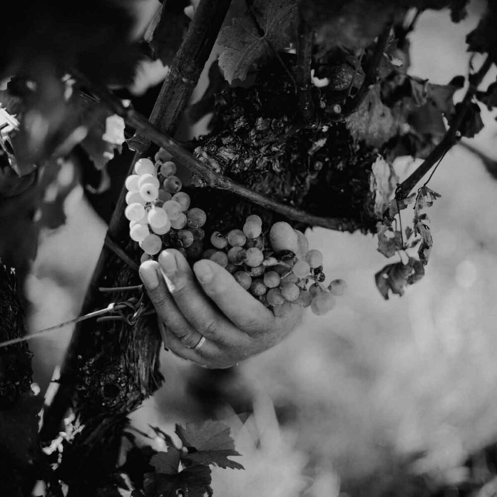 caccianemici-quadrata-9-1200