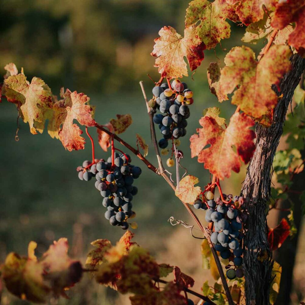 quadrata-color-1-caccianemici