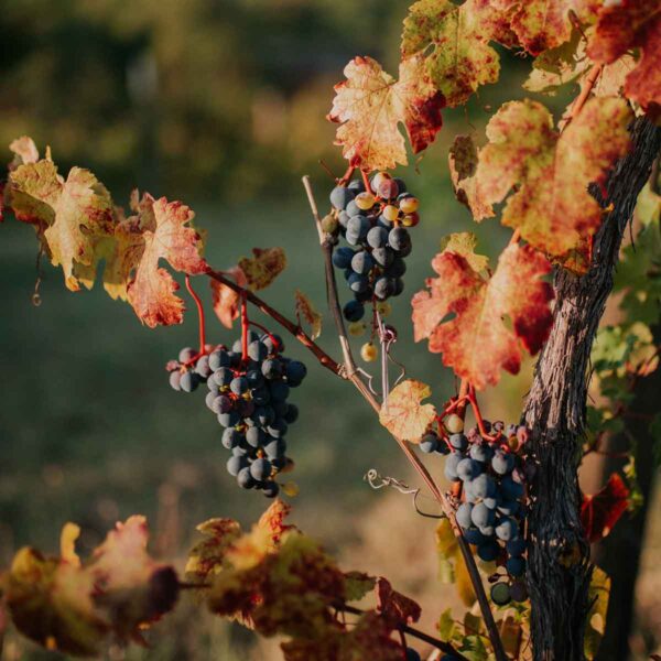 quadrata-color-1-caccianemici