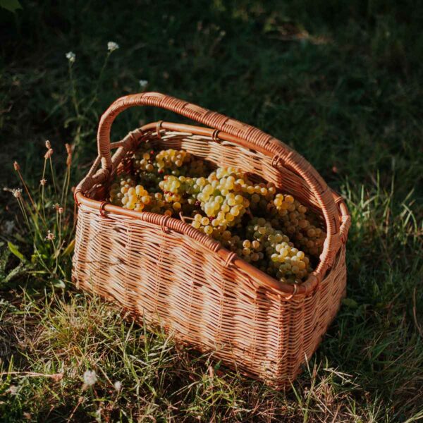 quadrata-color-3-caccianemici