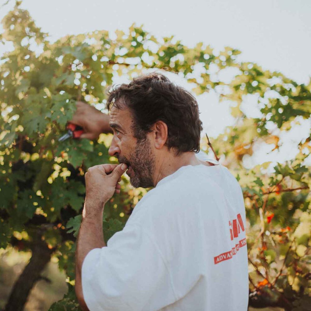 quadrata-color-4-caccianemici